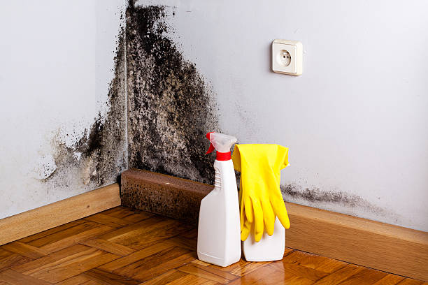 Mold Documentation for Insurance Claims in Myrtletown, CA